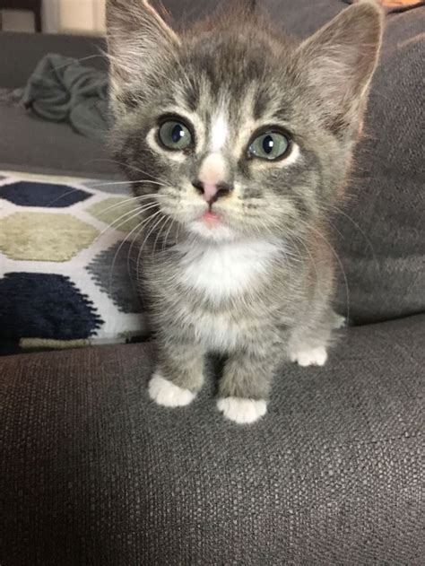 cutelilkitten|cutelilkitten .